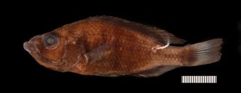 Media type: image;   Ichthyology 146251 Aspect: lateral,description